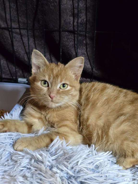 Кошки в Москве: Рыжая малышка Азара ищет дом Девочка, Бесплатно - фото 4