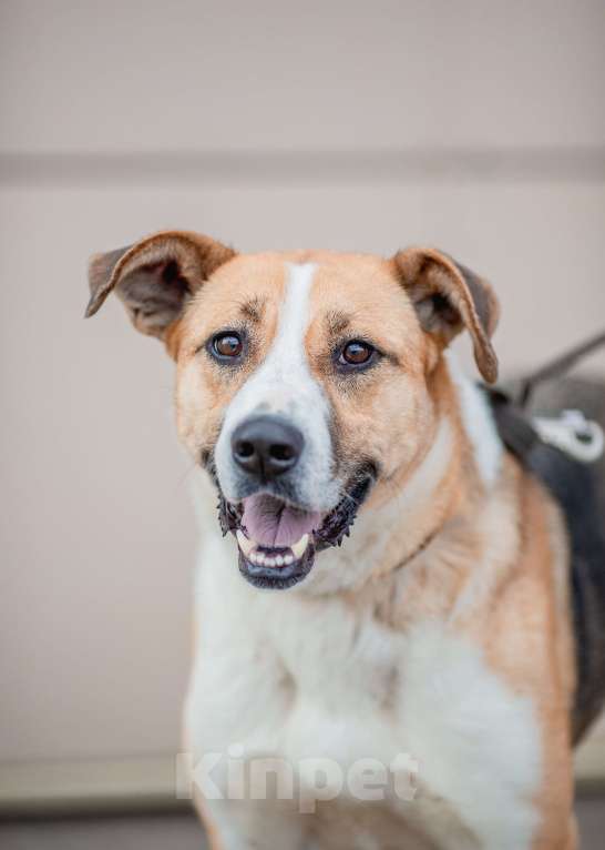 Собаки в Москве: Гаечка Девочка, Бесплатно - фото 3