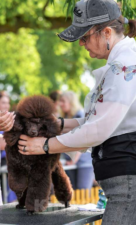 Собаки в Воронеже: Вязка с  коричневым миниатюрным (29см) пуделем Мальчик, 20 000 руб. - фото 6