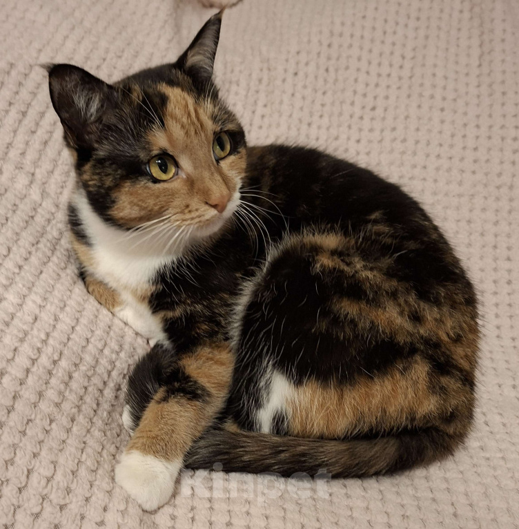 Кошки в Москве: Уютная спокойная кошечка Мармуська в добрые ручки Девочка, Бесплатно - фото 8