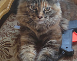 Кошки в Фрязино: Котенок Мейн кун Девочка, 10 000 руб. - фото 1