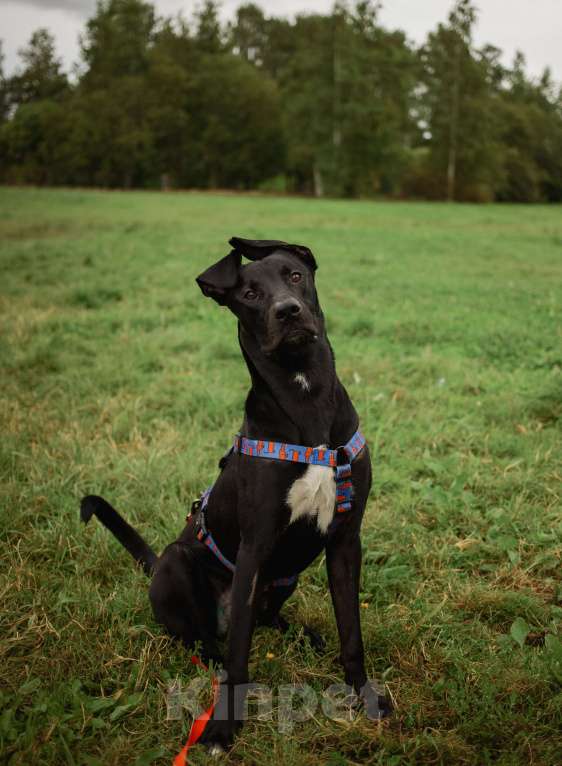 Собаки в Кудрово: Отис в поисках родителя Мальчик, Бесплатно - фото 2