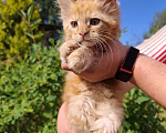 Кошки в Москве: Котенок мейн-кун Девочка, Бесплатно - фото 1