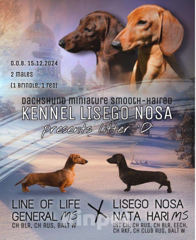 Собаки в Москве: Такса миниатюрная (кроличья) Мальчик, Бесплатно - фото 3