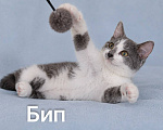 Кошки в Москве: Бип ищет дом Мальчик, Бесплатно - фото 1