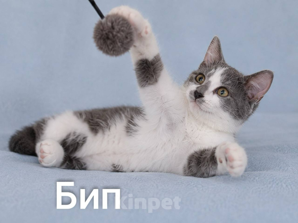 Кошки в Москве: Бип ищет дом Мальчик, Бесплатно - фото 1