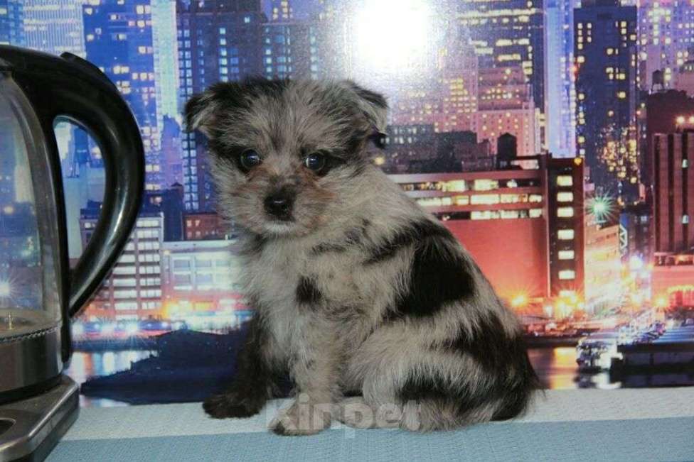 Собаки в Тосно: Щенки от любви цвергшнауцера и шпица. Девочка, 10 000 руб. - фото 2