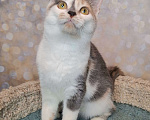 Кошки в Москве: Голубо-кремовая трехцветная кошка в добрые руки Девочка, Бесплатно - фото 8