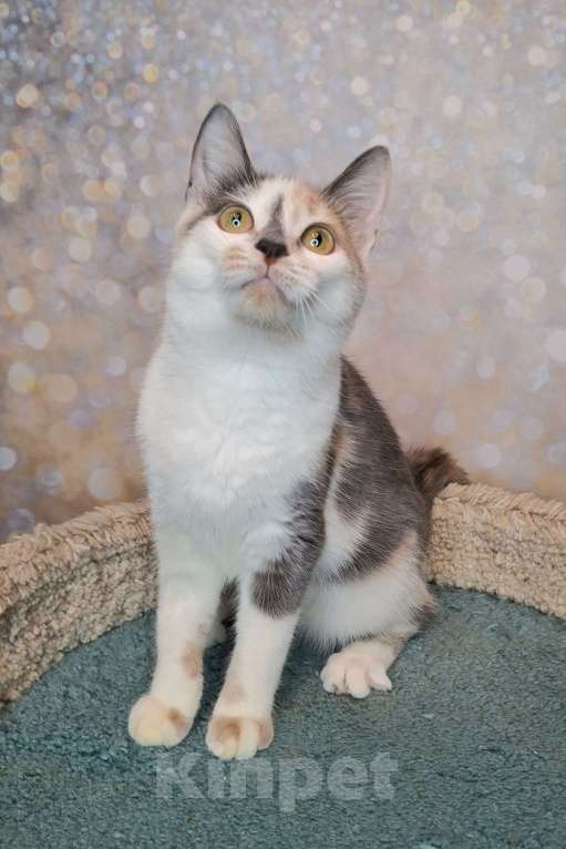 Кошки в Москве: Голубо-кремовая трехцветная кошка в добрые руки Девочка, Бесплатно - фото 8