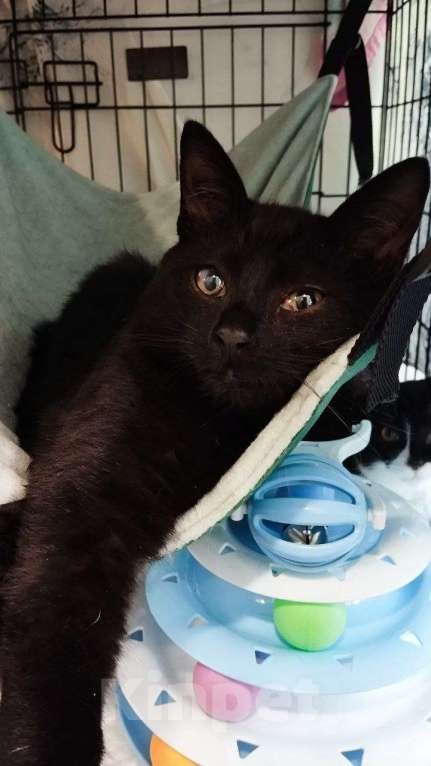 Кошки в Санкт-Петербурге: 🌟ФЛИНТ ИЩЕТ ДОМ  Мальчик, Бесплатно - фото 2