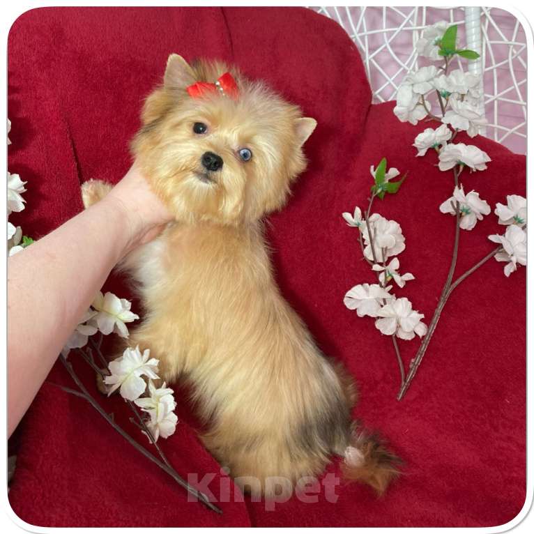 Собаки в Москве: Рыжий йорк с голубыми глазами мини девочка Девочка, 95 000 руб. - фото 7