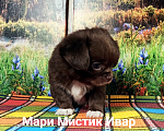 Собаки в Санкт-Петербурге: Мари Мистик Ивар кукольный мальчик чихуахуа Мальчик, 100 000 руб. - фото 5