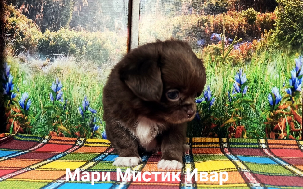 Собаки в Санкт-Петербурге: Мари Мистик Ивар кукольный мальчик чихуахуа Мальчик, 100 000 руб. - фото 5