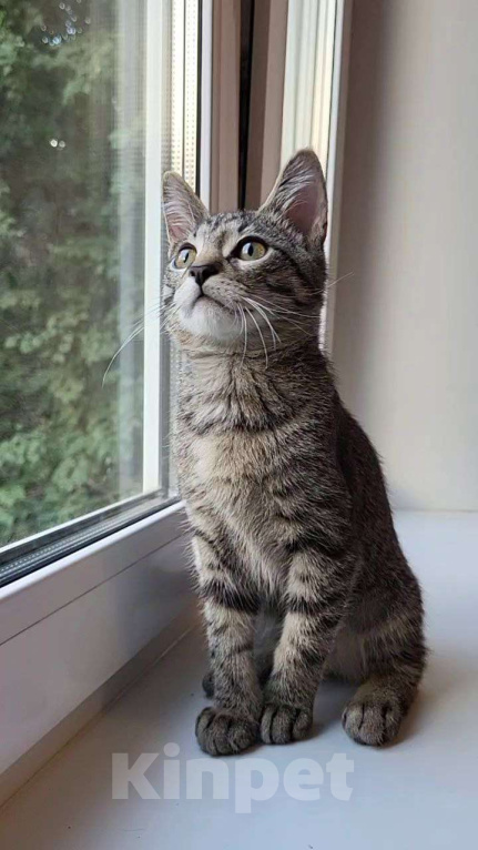 Кошки в Москве: Чудесный котик Казимир в поисках своего человека Мальчик, Бесплатно - фото 4