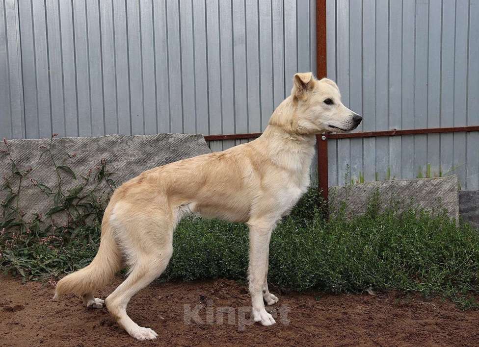 Собаки в Раменском: Рик ищет дом! Мальчик, Бесплатно - фото 3