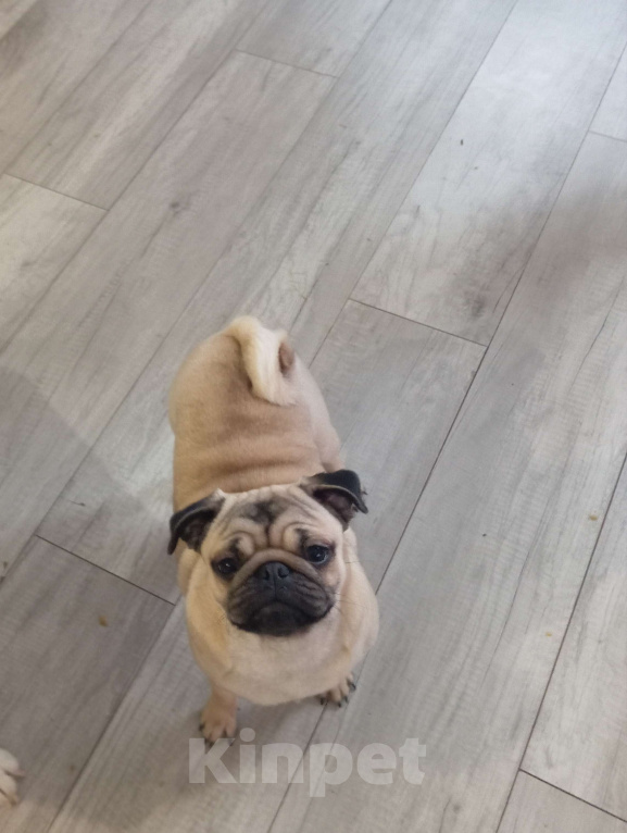 Собаки в Белгороде: Мопс девочка, РКФ Девочка, 35 000 руб. - фото 4