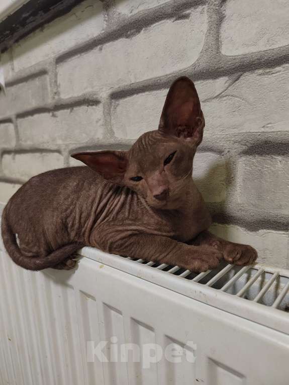 Кошки в других городах Московской области: Котёнок петерболд 💙 Мальчик, 50 000 руб. - фото 1