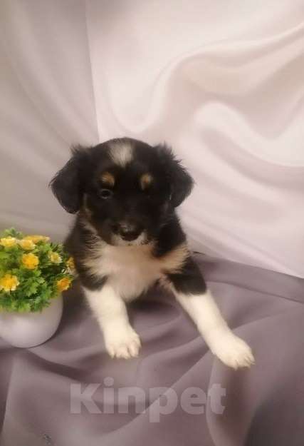 Собаки в Москве: Щенок девочка Девочка, Бесплатно - фото 1