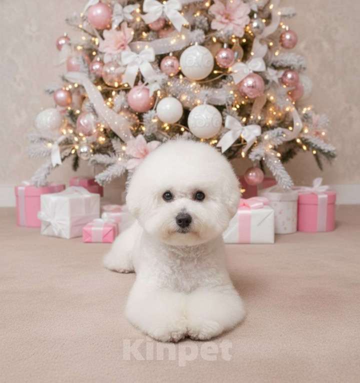 Собаки в Москве: девочка Бишон Фризе Девочка, 130 000 руб. - фото 3