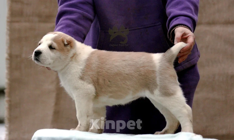 Собаки в других городах Московской области: Алабай - Азиат - САО Мальчик, 40 000 руб. - фото 2