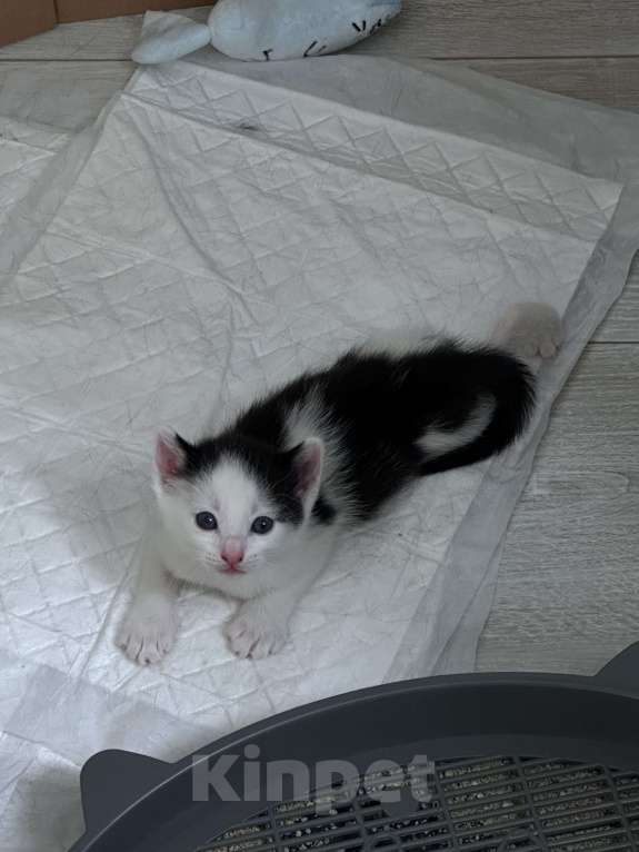 Кошки в Воронеже: Черно белый 2 Девочка, Бесплатно - фото 2