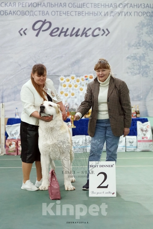 Собаки в Лиски: Щенки САО Мальчик, Бесплатно - фото 5