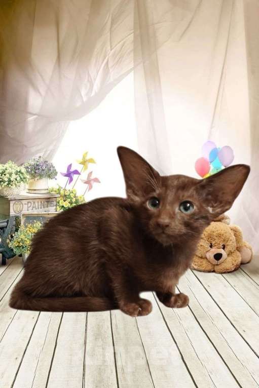 Кошки в Санкт-Петербурге: Шоколадная девочка Девочка, 40 000 руб. - фото 2