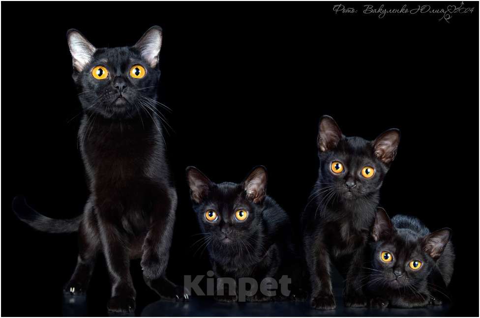 Кошки в Ростове-на-Дону: Котята породы Бомбей Мальчик, Бесплатно - фото 1