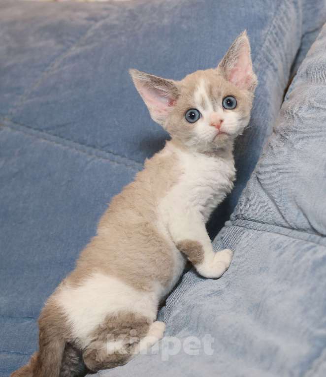 Кошки в Санкт-Петербурге: Девон рекс девочка Девочка, 80 000 руб. - фото 2