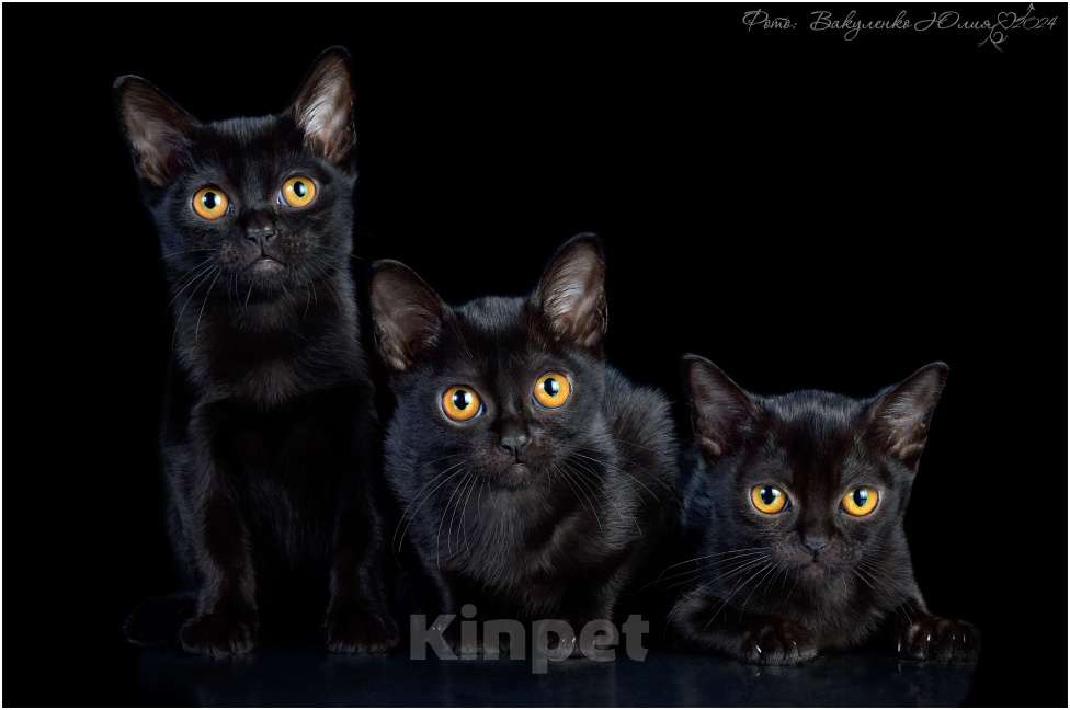 Кошки в Ростове-на-Дону: Котята породы Бомбей Мальчик, Бесплатно - фото 9