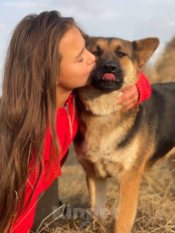 Собаки в Владимире: Собака в добрые руки  Девочка, Бесплатно - фото 3
