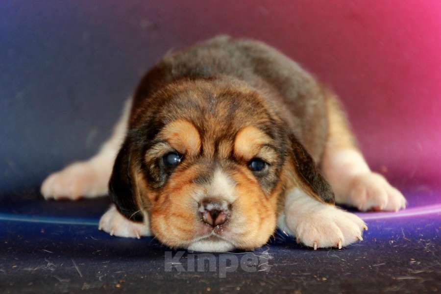 Собаки в Москве: Щенки бигля ркф Мальчик, 80 000 руб. - фото 3