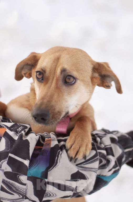 Собаки в Москве: Почти такса ласковая Флай в добрые руки Девочка, Бесплатно - фото 1