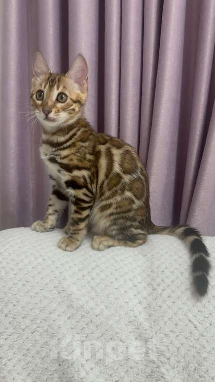 Кошки в других городах Московской области: Бенгальская Кошечка Браун, носитель снега Девочка, 97 000 руб. - фото 10