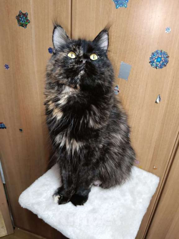 Кошки в Москве: Мейкуны котята  Девочка, 120 руб. - фото 1