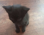 Кошки в Рязани: Отдам в добрые руки котят Мальчик, Бесплатно - фото 4