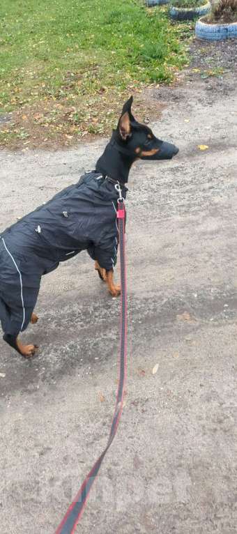 Собаки в Брянске: Доберман,  Девочка, 70 000 руб. - фото 3