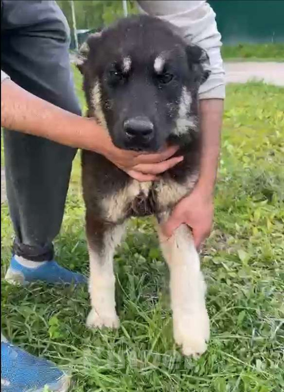 Собаки в Москве: Щенок-подросток в добрые руки Девочка, Бесплатно - фото 2