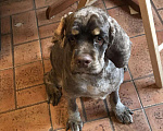 Собаки в Самаре: Американский кокер-спаниель вязка, 3 000 руб. - фото 8