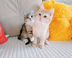 Кошки в Санкт-Петербурге: Котята 2 мес. британец и сибирская в одну семью Мальчик, 200 руб. - фото 8