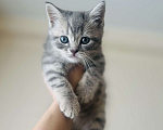 Кошки в Санкт-Петербурге: Шотландский котенок продажа Мальчик, 15 000 руб. - фото 3