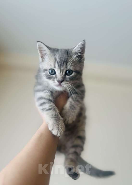 Кошки в Санкт-Петербурге: Шотландский котенок продажа Мальчик, 15 000 руб. - фото 3