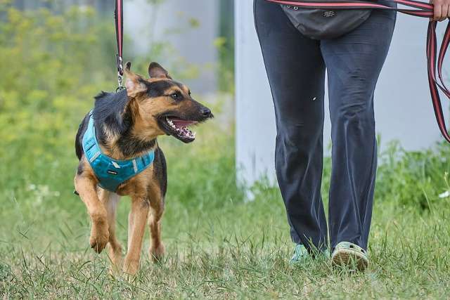 Собаки в Москве: Пелле - украл всю мамкину нежность Мальчик, Бесплатно - фото 4