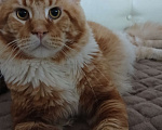 Кошки в Новоалександровске: Чистокровные котята мейн-кун 🐾 Мальчик, 30 000 руб. - фото 6