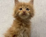 Кошки в Иркутске: Котята породы мейн-кун Мальчик, 45 000 руб. - фото 3