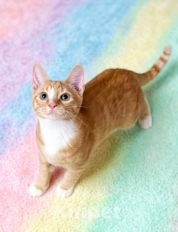 Кошки в Санкт-Петербурге: Котята Мальчик, Бесплатно - фото 1