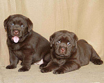 Собаки в Москве: Шоколадные щенки лабрадора. Мальчик, 80 000 руб. - фото 1