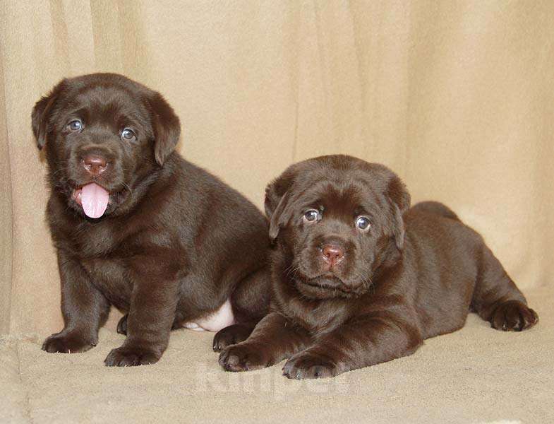 Собаки в Москве: Шоколадные щенки лабрадора. Мальчик, 80 000 руб. - фото 1