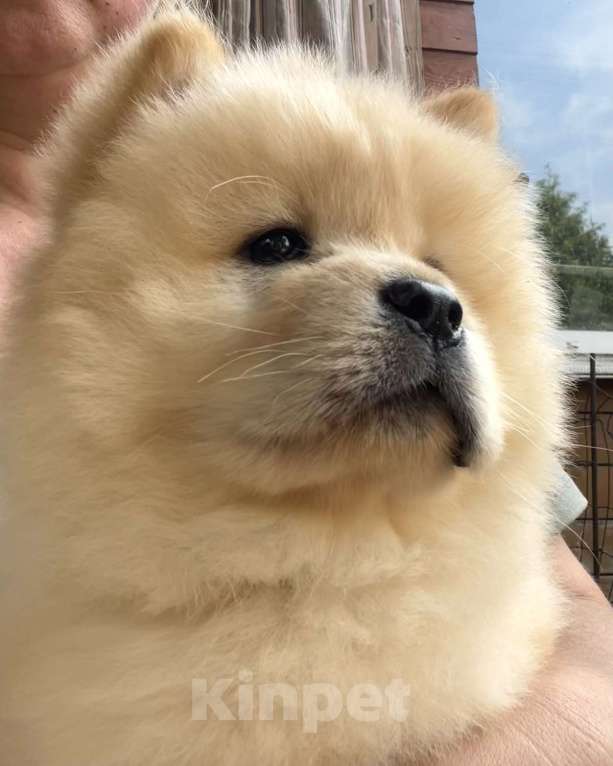 Собаки в других городах Московской области: щенки чау-чау в Москве Мальчик, Бесплатно - фото 1