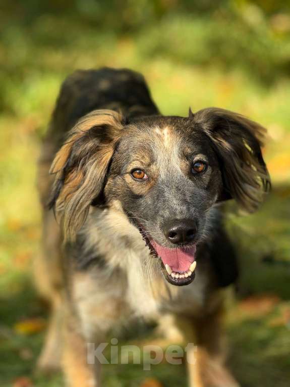 Собаки в Москве: Мистер улыбка Мультик Мальчик, Бесплатно - фото 6